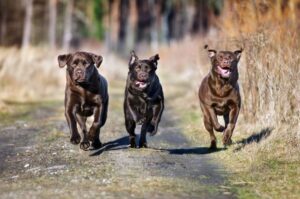 Три лабрадора