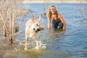 Лабрадор купается в реке