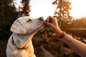 Характер лабрадора