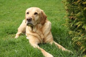 Шоколадный лабрадор-ретривер