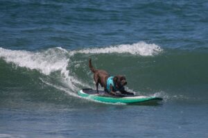 Собака лабрадор в море