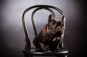 Французский бульдог: фото на стуле