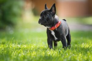 Французский бульдог черный