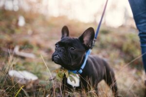 Французский бульдог на прогулке