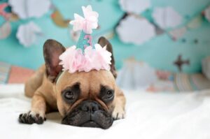 День рождение французского бульдога