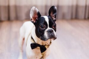 Грустный французский бульдог