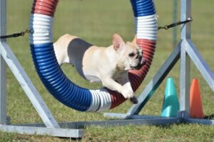 Дрессировка бульдога (французского)