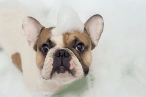 Французский бульдог уход