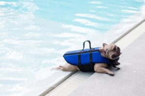 Французский бульдог плавает в бассейне