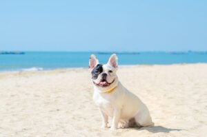 Французский бульдог на пляже