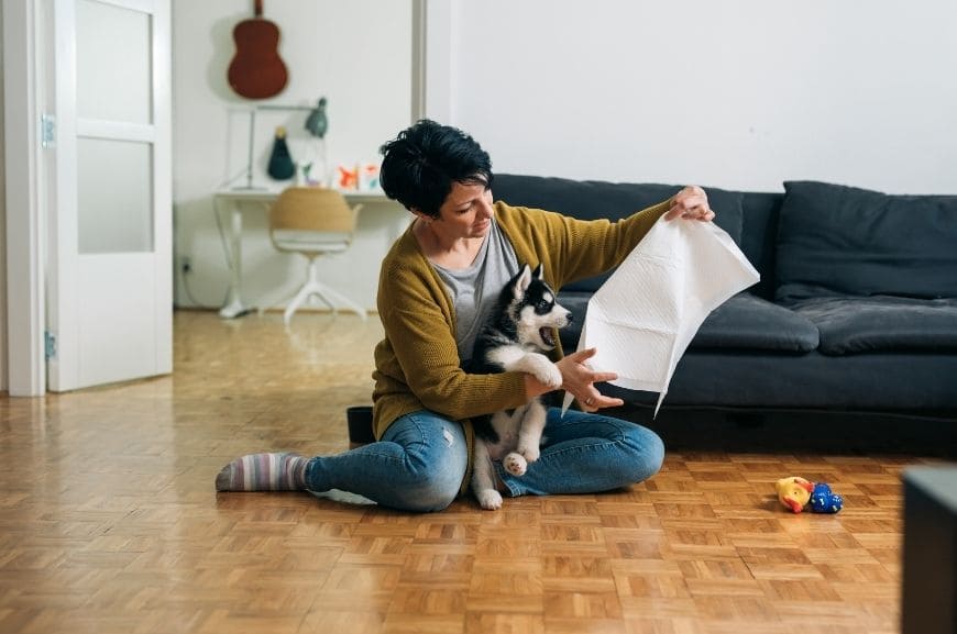 Как приучить собаку к пеленке в квартире
