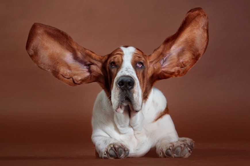 Бассет-хаунд с поднятыми ушами