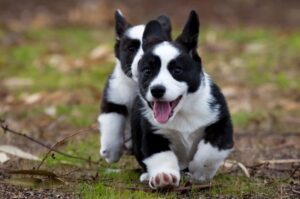 Два щенка вельш-корги кардигана