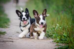 Вельш корги кардиган