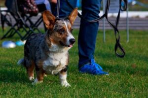 Кардиган на прогулке с хозяином