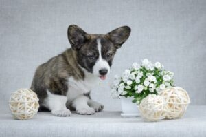 Милый щенок вельш-корги кардиган