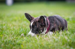 Вельш-корги кардиган лежит на траве