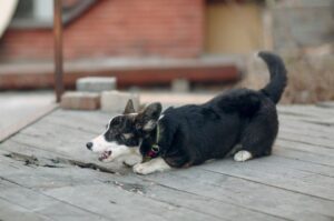 Кардиган корги