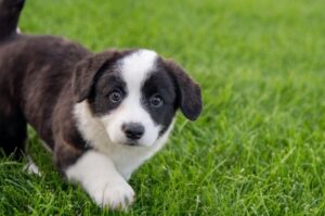 Щенок кардигана корги