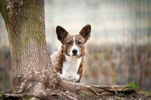 Вельш-корги кардиган