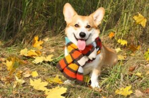 Вельш-корги пемброк