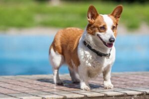 Корги пемброк