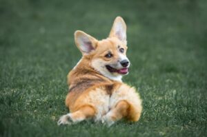 Вельш-корги пемброк характер собаки
