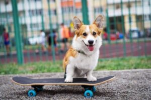Вельш-корги пемброк катается на доске