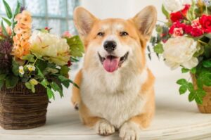 Вельш-корги пемброк фото