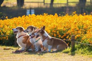 Вельш-корги пемброки