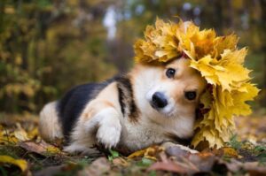 Щенок вельш-корги пемброк