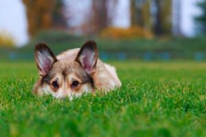 Вельш-корги пемброк лежит на траве