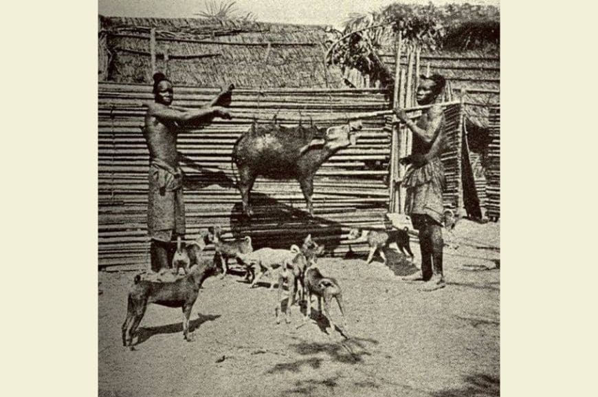 Африканская собака басенджи 