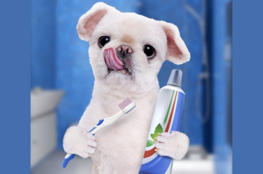 Чем чистить зубы собаке