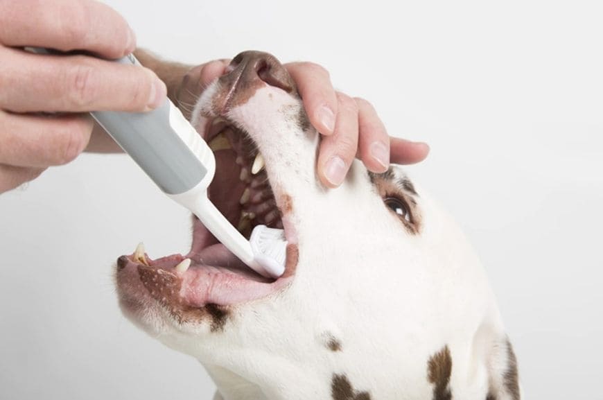 Электрическая щетка для чистки зубов собаке