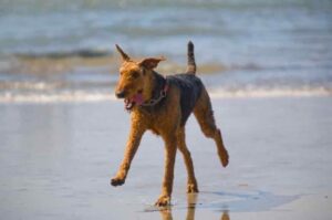 Бегущий эрдельтерьер Веселый бегущий эрдельтерьер