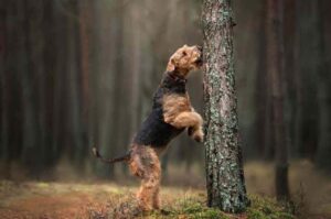 Эрдельтерьер – фото в лесу Собака эрдельтерьер играет в лесу