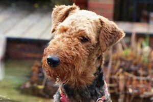 Порода собак эрдельтерьер Все о породе собак эрдельтерьер