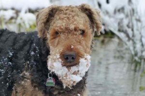 Милая мордашка эрдельтерьера Мордашка эрдельтерьера в снегу