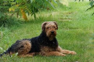 Красивый пес эрдельтерьер Красивый эрдельтерьер