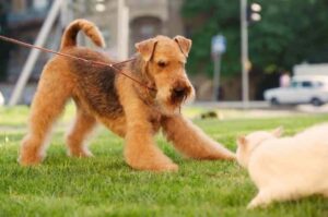 Эрдельтерьер и кошка Эрдельтерьер: отношение к кошкам