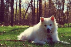 Американская эскимосская собака лежит на траве