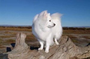 Американский эскимосский шпиц: характеристика породы