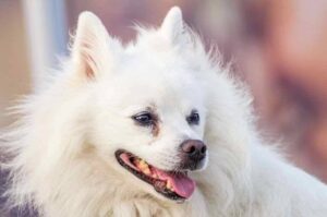 Собака американский эскимосский шпиц