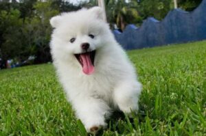 Щенок американского эскимоса