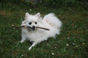 Американский белый шпиц: фото