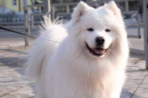 Порода американский эскимосский шпиц