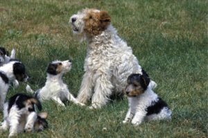 Фокстерьер жесткошёрстный со щенками Жесткошёрстный фокстерьер со щенками