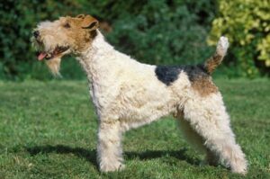 Фокстерьер жесткошерстный фото Фокстерьер жесткошерстный