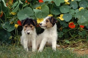 Два милых щенка Два милых щенка жесткошёрстного фокстерьера